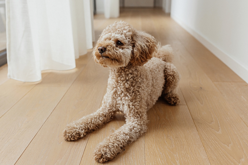How to clean and maintain wooden floors: avoiding horror stories