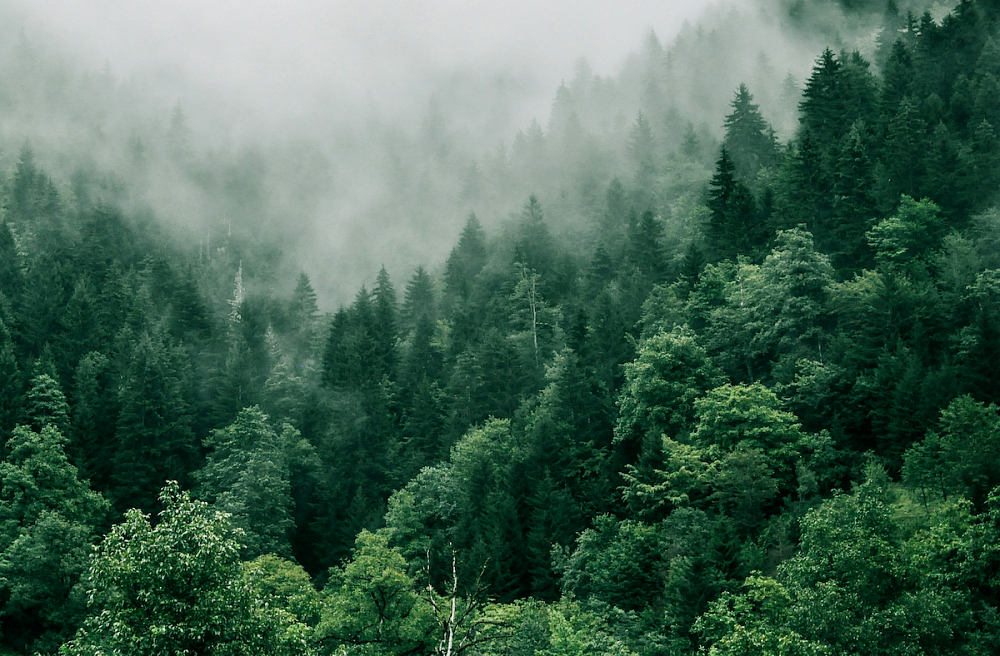FSC-Certified Wood: What It Means When Choosing Oak Floors, Doors, Stairs