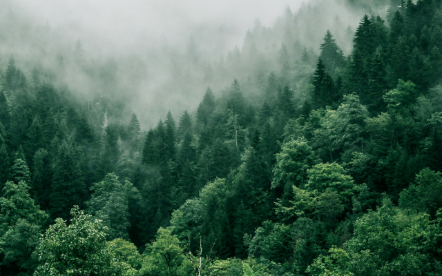 FSC-Certified Wood: What It Means When Choosing Oak Floors, Doors, Stairs